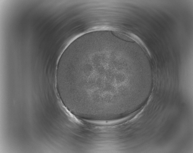 X0000065981244200603031146