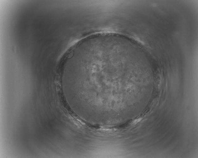 X0000065981255200603031145