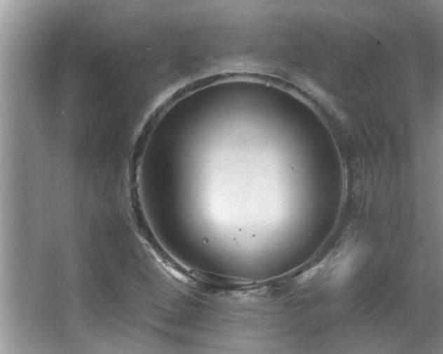 X0000065981264200603031145