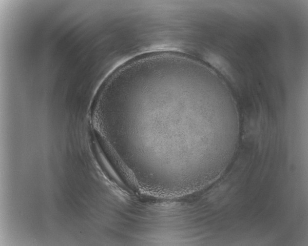 X0000065981268200603031145