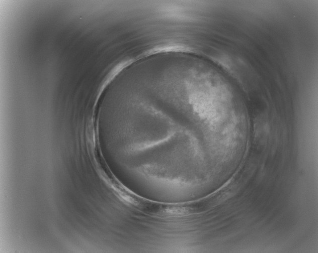 X0000065981274200603031145