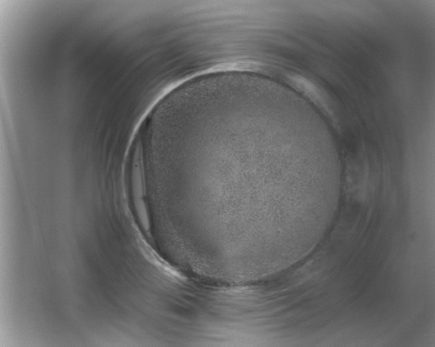 X0000065981276200603031145