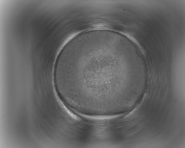 X0000065981333200603031145