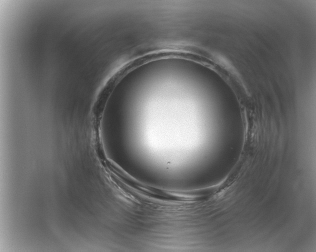 X0000065981360200603031144