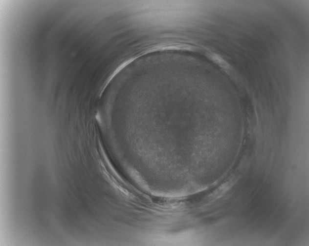 X0000065981369200603031143