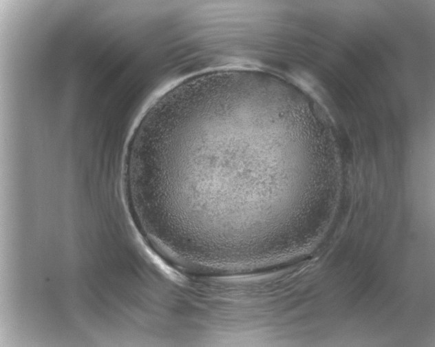 X0000065981379200603031143