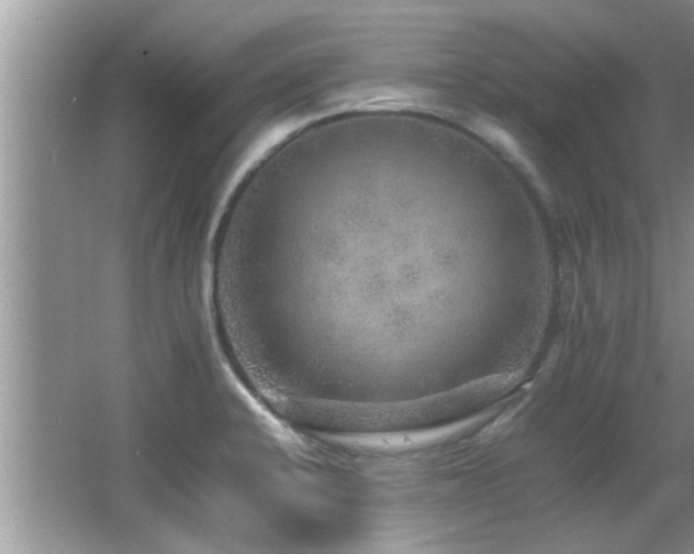 X0000065981424200603031143