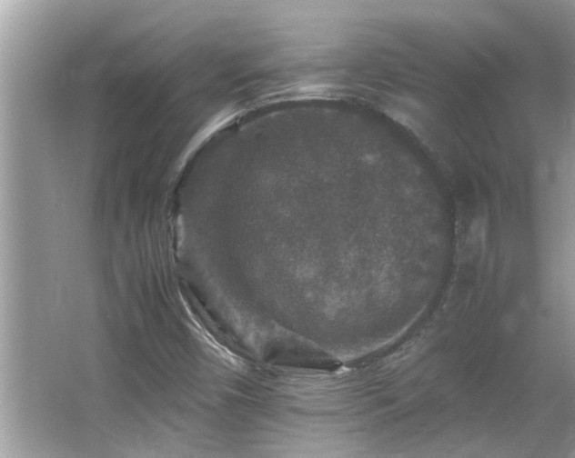 X0000065981450200603031142