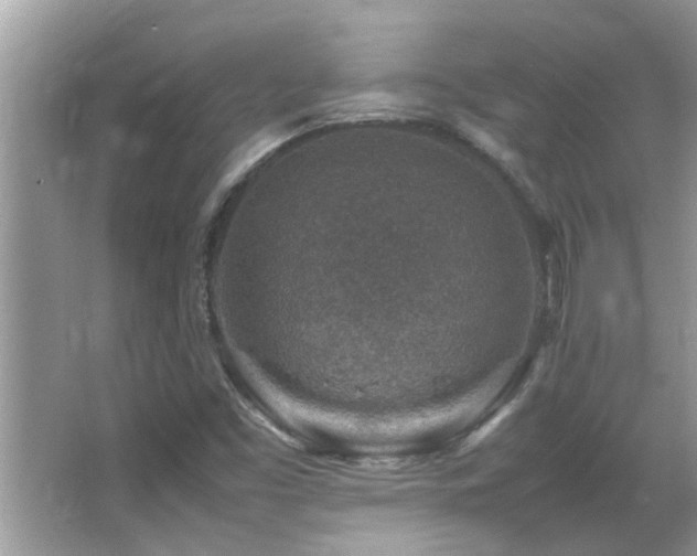 X0000065981453200603031142