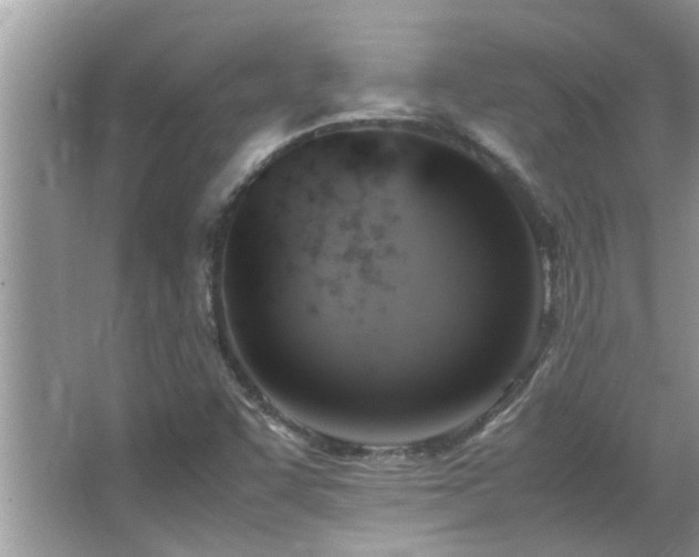 X0000065981455200603031142