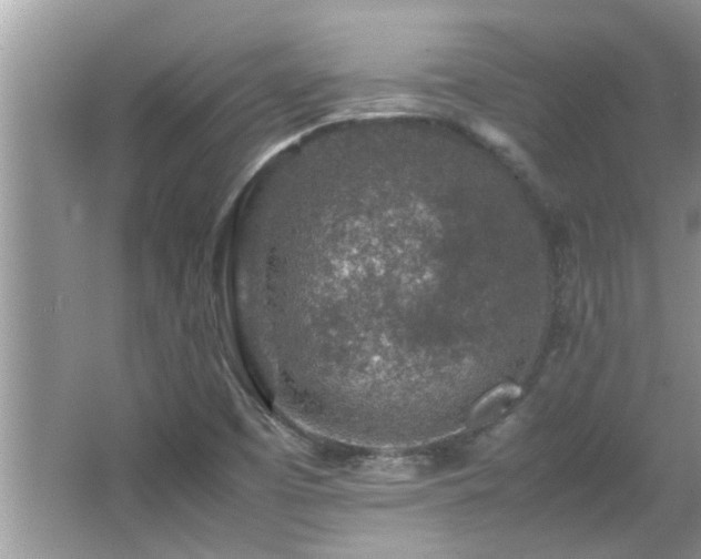 X0000065981457200603031142