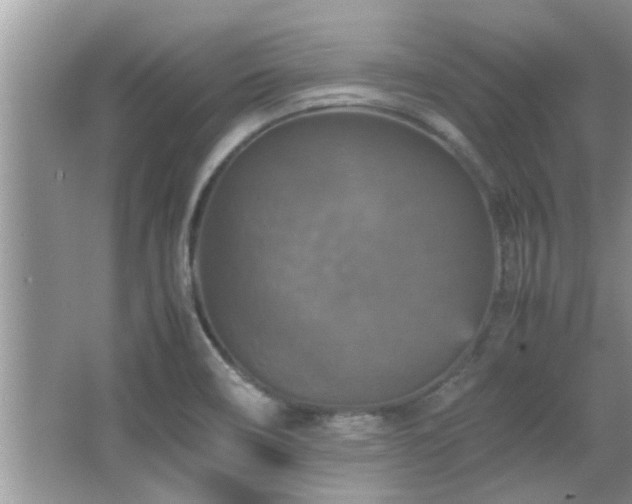 X0000065981466200603031142