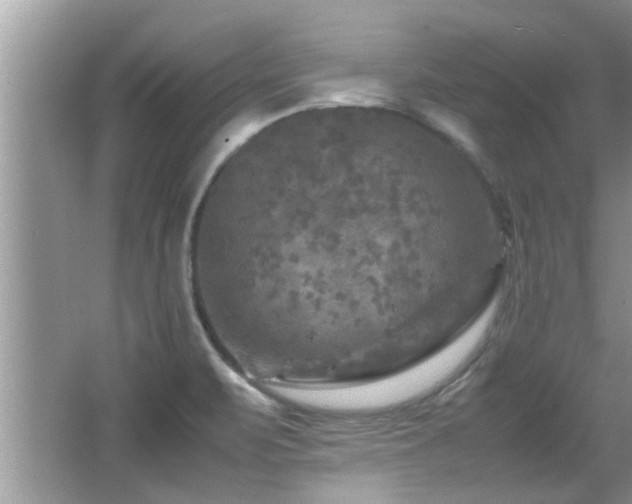 X0000065981471200603031142