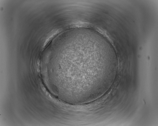 X0000065980010200603061226