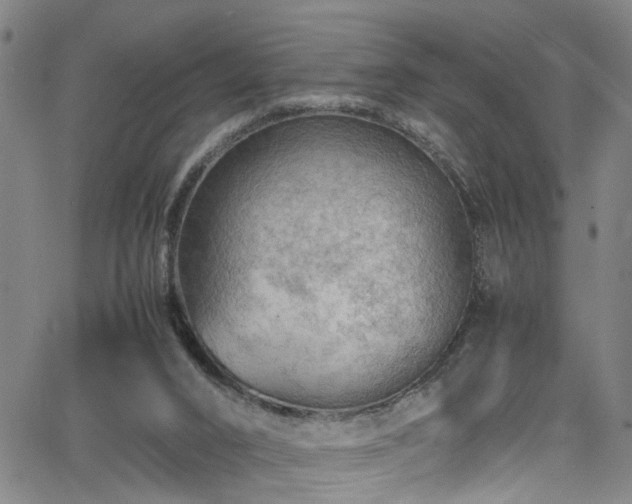 X0000065980016200603061226