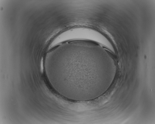 X0000065980020200603061226