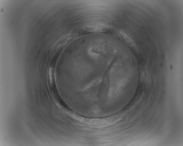 X0000065980026200603061226