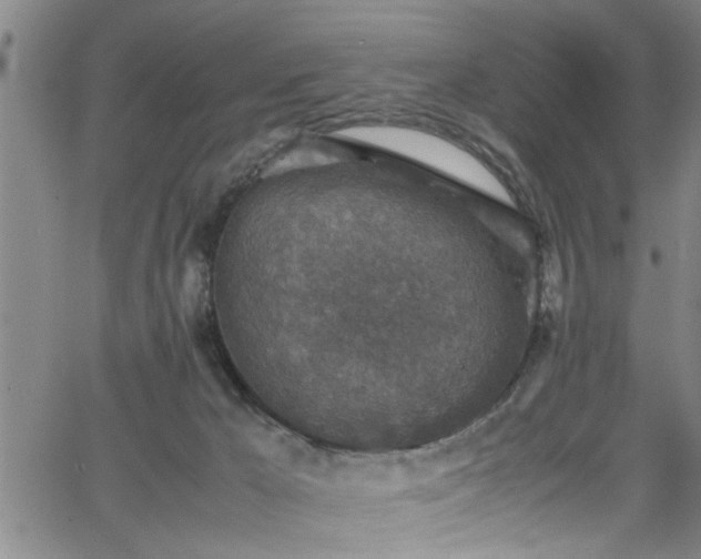 X0000065980029200603061226