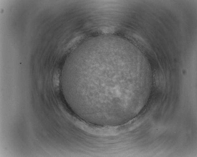 X0000065980032200603061225