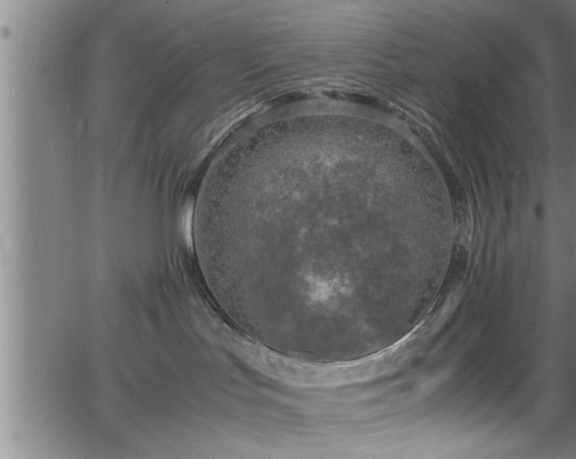 X0000065980047200603061225