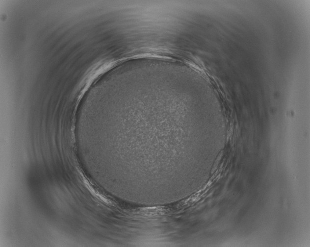 X0000065980050200603061224