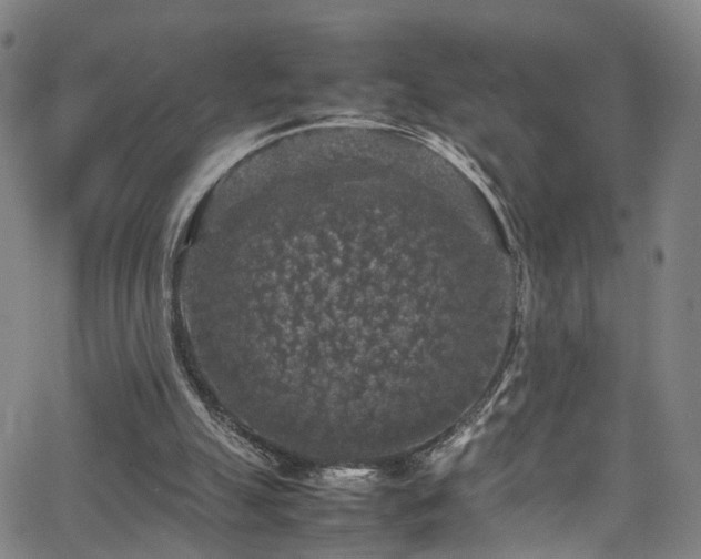 X0000065980055200603061225