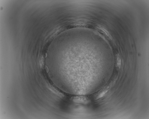 X0000065980077200603061225