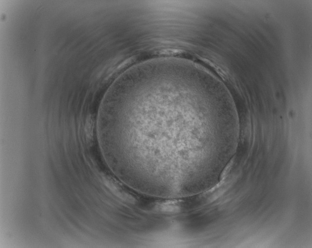 X0000065980078200603061225