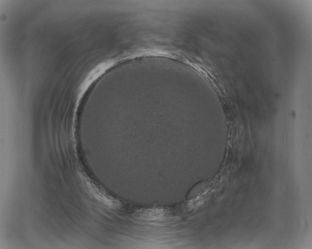 X0000065980104200603061224