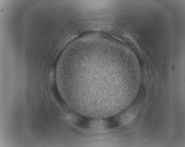 X0000065980123200603061224