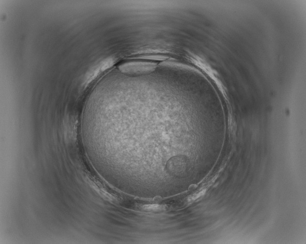 X0000065980153200603061223