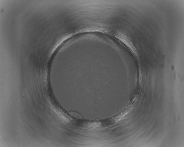 X0000065980156200603061223