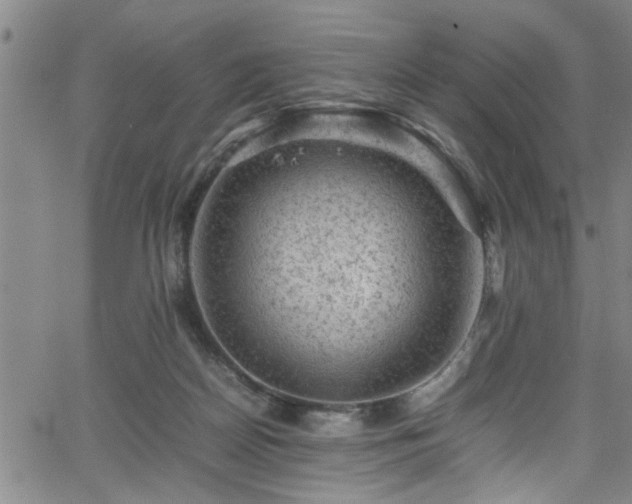 X0000065980170200603061223