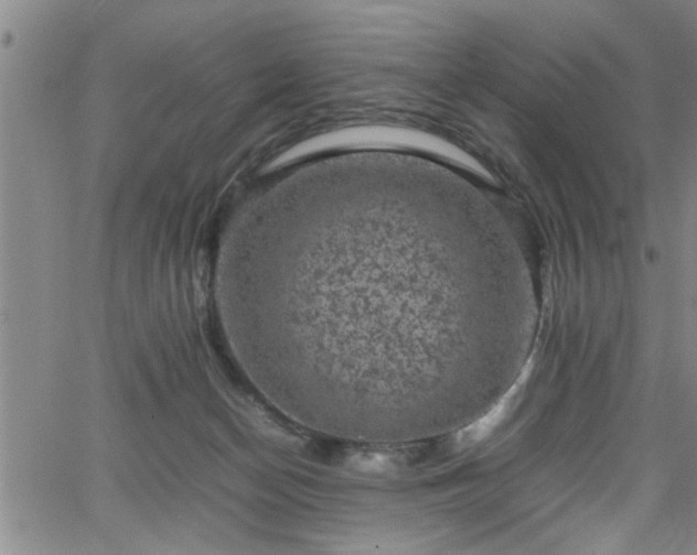 X0000065980174200603061223