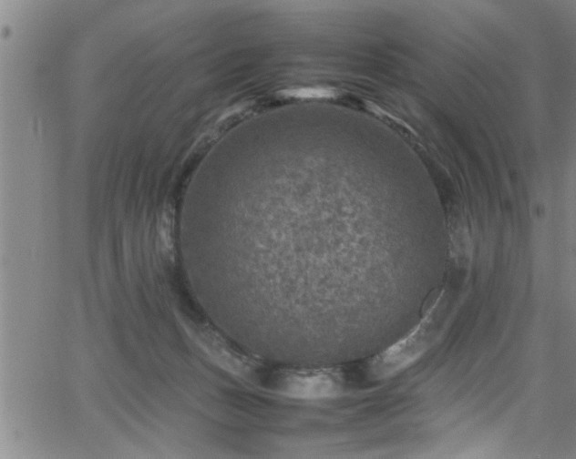 X0000065980175200603061223