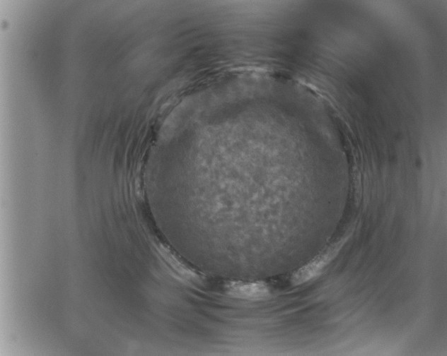 X0000065980185200603061224