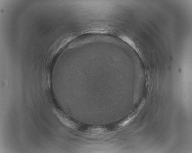 X0000065980205200603061223