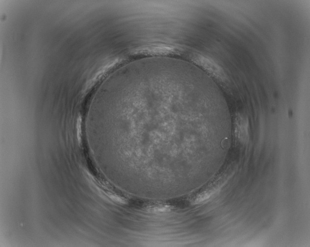 X0000065980206200603061223