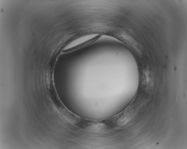 X0000065980210200603061223