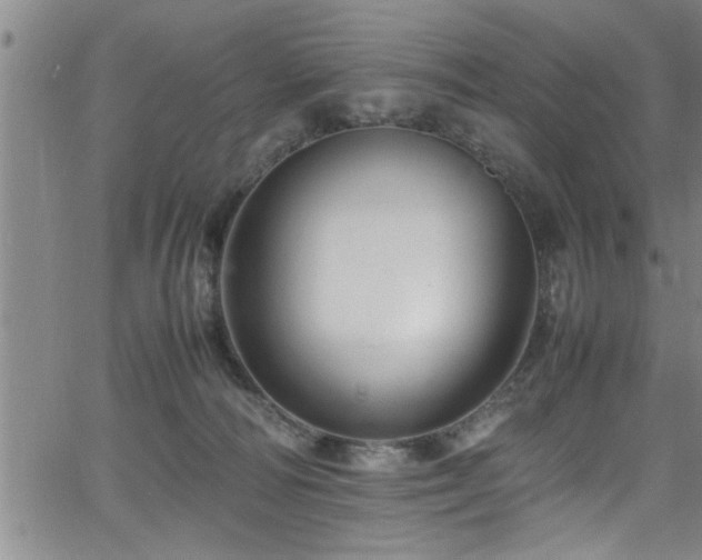 X0000065980226200603061222