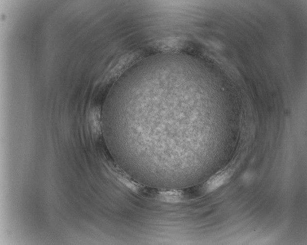 X0000065980240200603061222