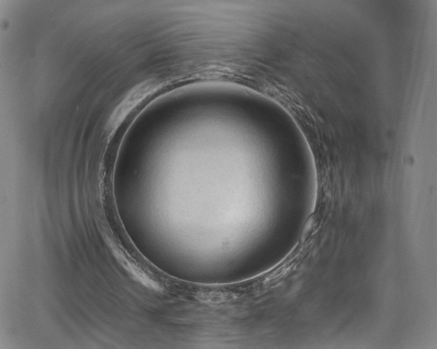 X0000065980242200603061221