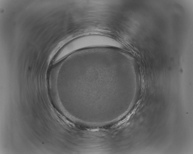 X0000065980244200603061221