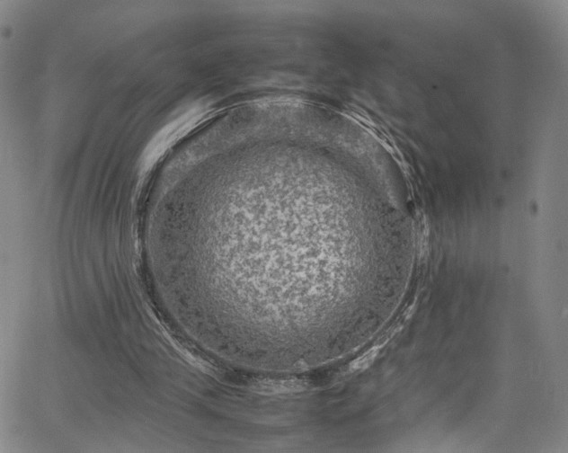 X0000065980245200603061221