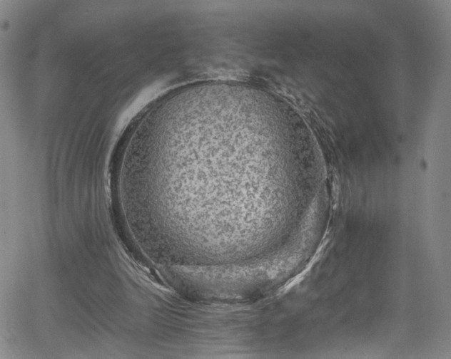 X0000065980246200603061221