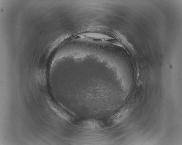 X0000065980250200603061221