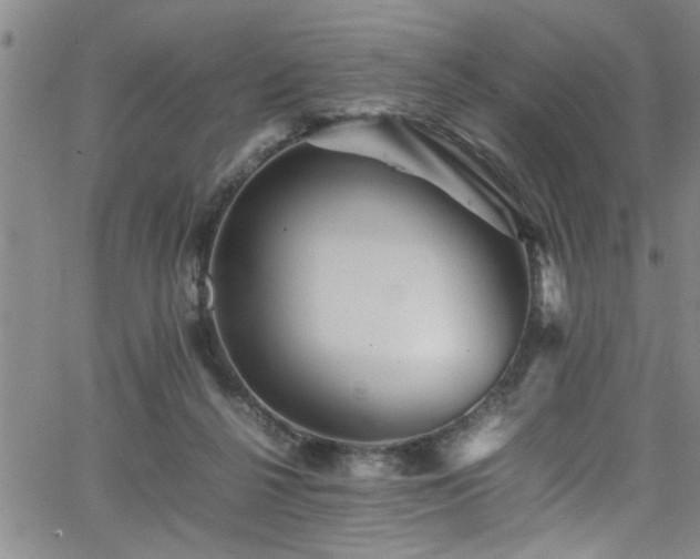 X0000065980264200603061222