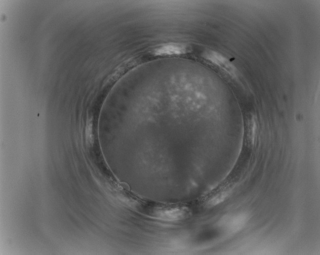 X0000065980267200603061222