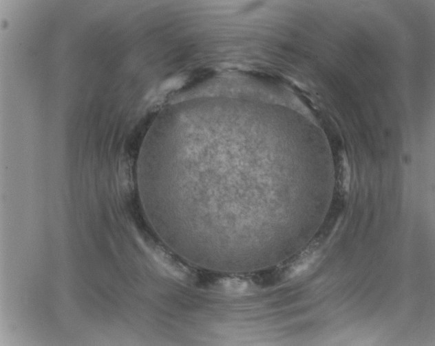 X0000065980272200603061222