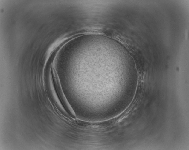 X0000065980294200603061221